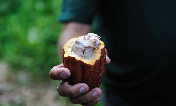 Cacao-pulp wordt wereldkampioen