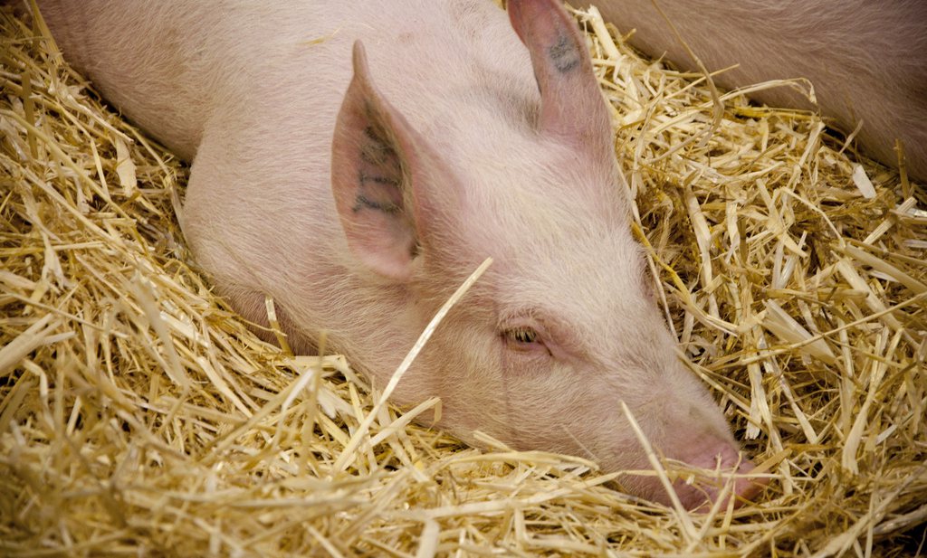 China importeert bijna kwart meer varkensvlees