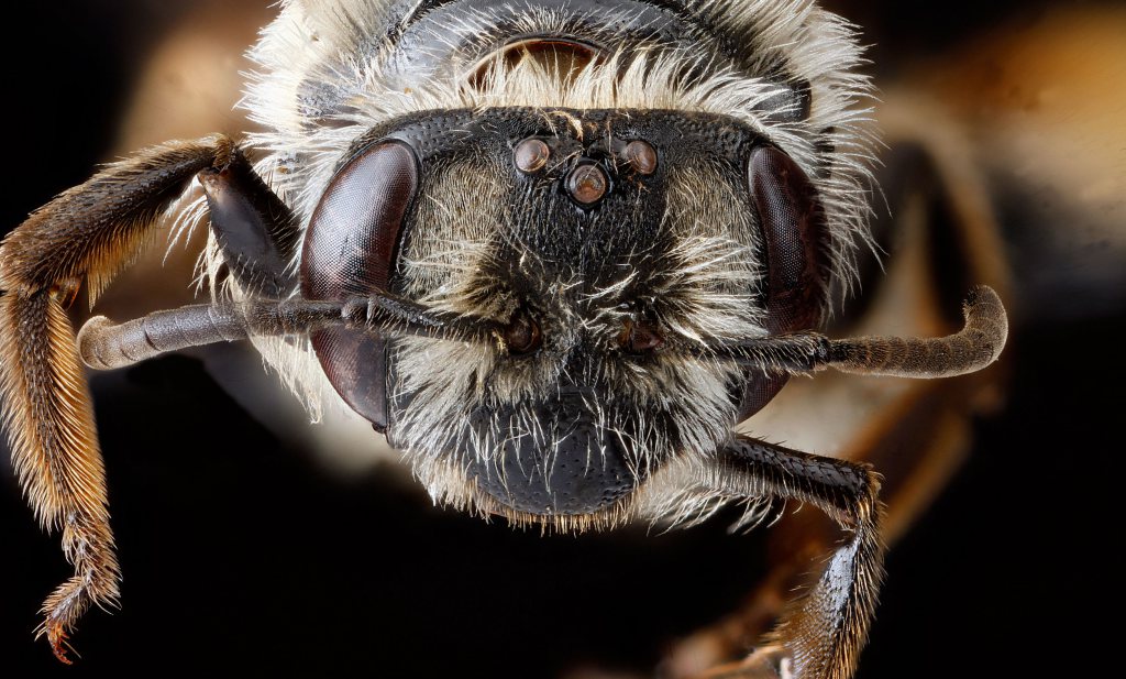 Bijenstichting zet strijd tegen neonics voort
