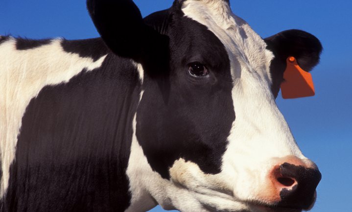 Haags Klimaattheater: stop inseminatie koe, ‘fakende’ Klaver en angst voor ‘klimaatwerkeloze’