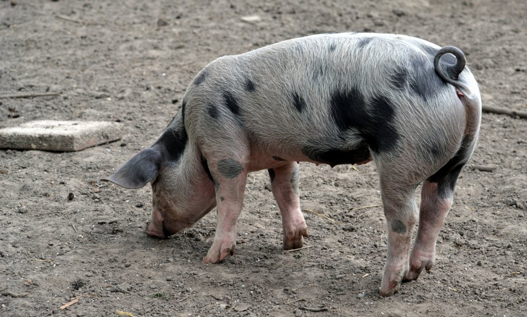 Belgische varkensboeren begrijpen EU niet