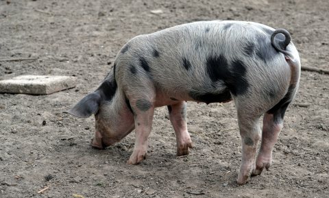 Niet keurmerk maar boer garantie voor beste varkensvlees