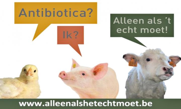 België ziet antibioticagebruik dierhouderij weer stijgen