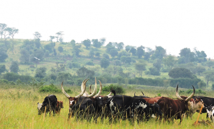 Anders kijken naar voedselzekerheid in Afrika: intensiveer de veeteelt