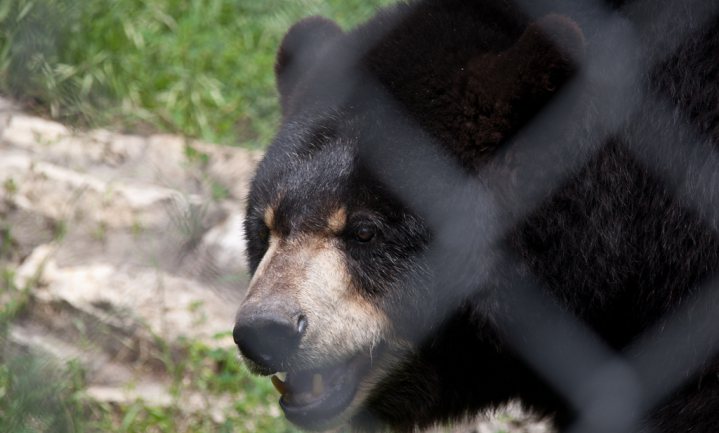 Zwarte beer kort winterslaap in als er veel menseneten te eten is