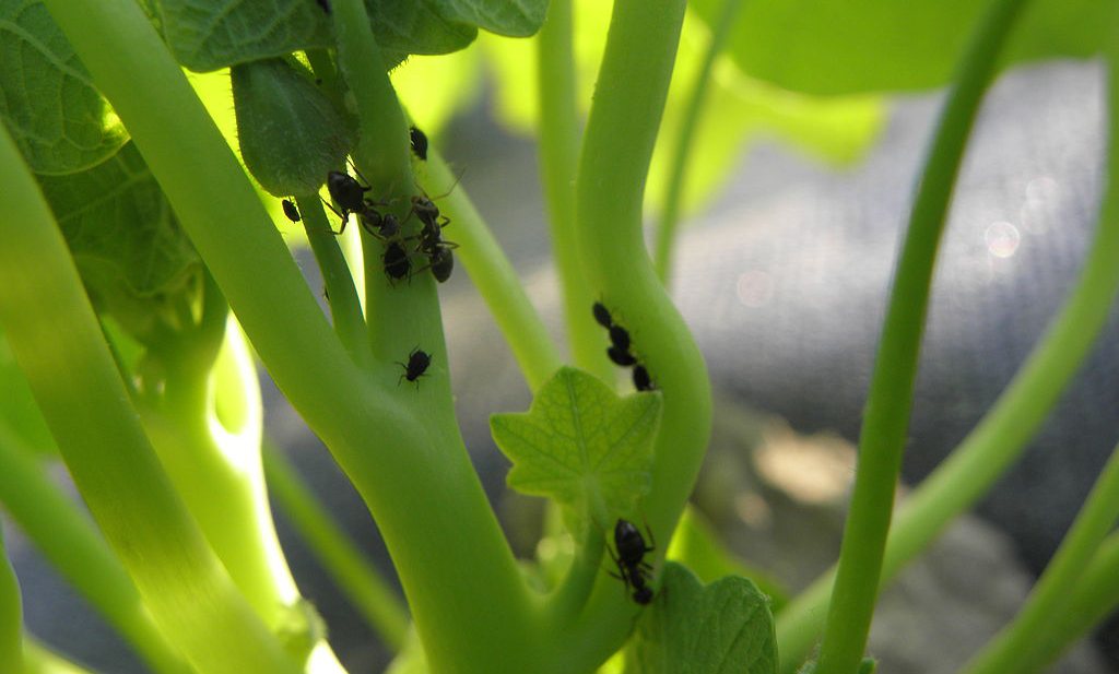 Pesticiden: ‘de tijd is rijp voor een groen landbouwsysteem’