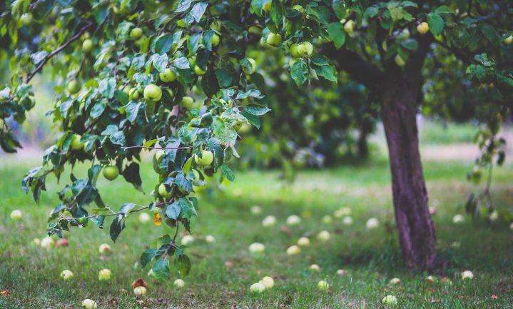 Oudste appelboom van België krijgt opknapbeurt