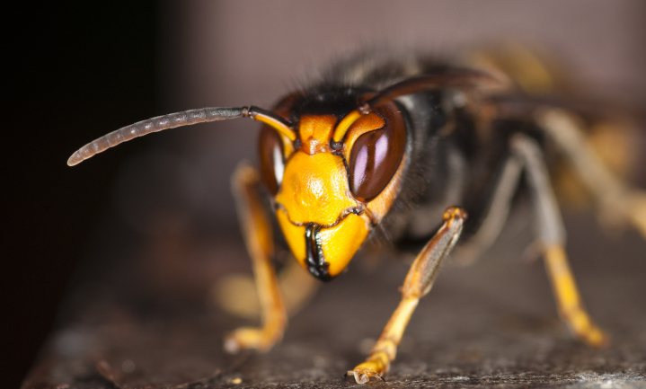 ‘Aziatische hoornaar’ gesignaleerd in Vlaamse bijenkast