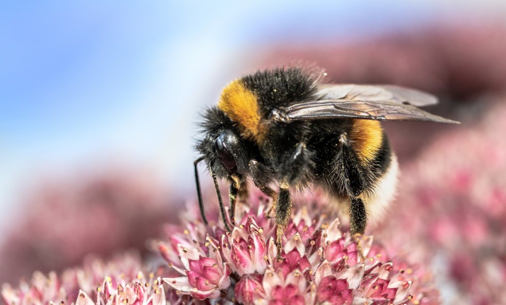 Lezing: To bee or not to bee