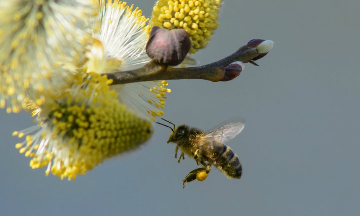 Bijensterfte: bijen door stress te jong op pad