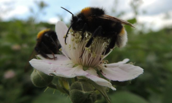 Stad Leuven implementeert bijenactieplan
