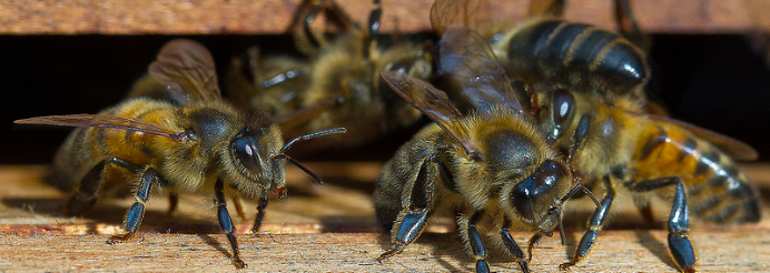 Greenpeace wil streng bijenbeleid