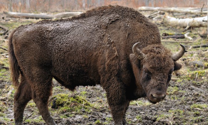 WWF klaagt Duitsland aan om afschieten eerste wilde bizon in 250 jaar
