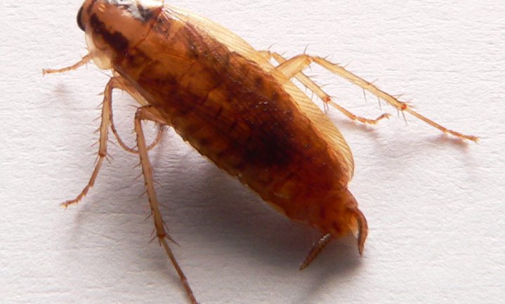 Kakkerlakken worden ongekend snel ‘cross-resistent’
