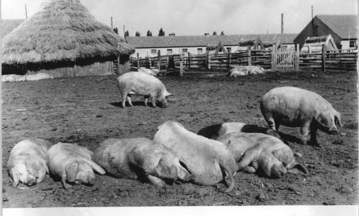Groei Duitse varkenshouderij vervuilt Nedersaksen