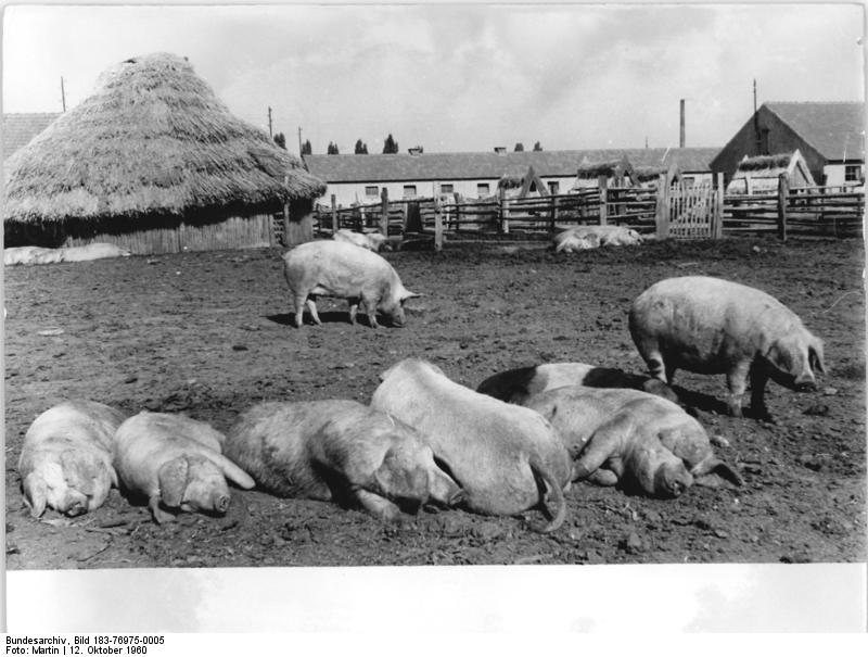 Groei Duitse varkenshouderij vervuilt Nedersaksen