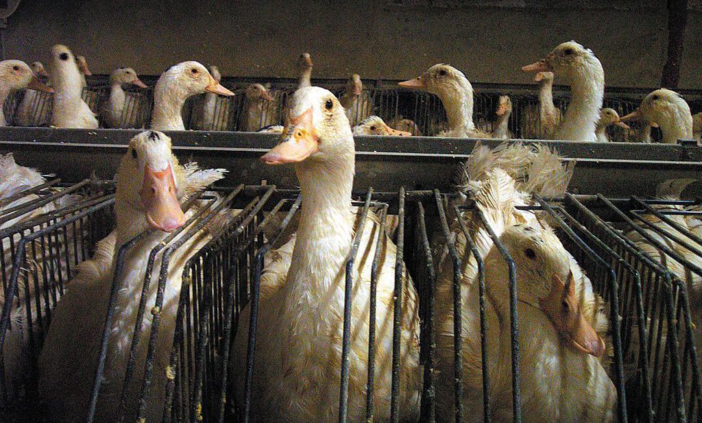 60 miljoen vaccinaties garanderen foie gras met Kerst