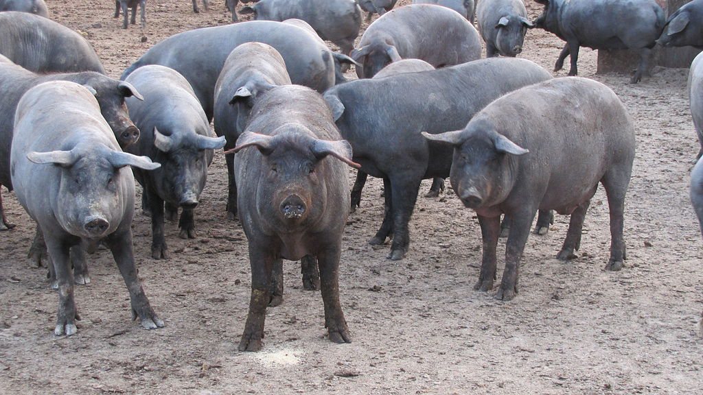 Spanje steunt luxe varken, het Nederlandse kalf moet maar sterk zijn, vrouw onderweg kiest AH