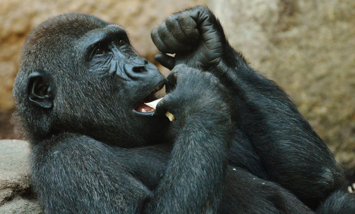 Chimpansee vaart wel bij gekweekt eten