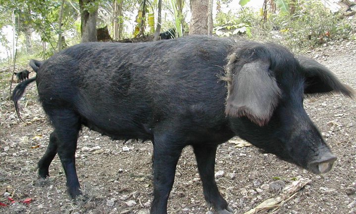Niet alle varkens zijn gelijk in de Dominicaanse republiek