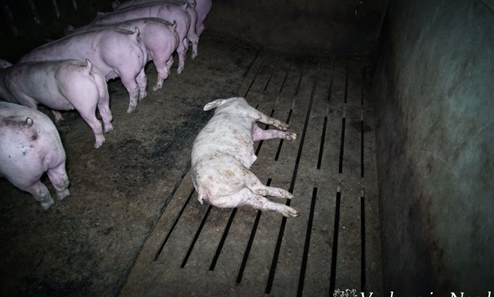 Varkens in Nood start actie met ‘horrorbeelden uit de Nederlandse varkensindustrie’