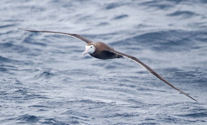 Albatros: van slachtoffer tot jager op illegale visserij
