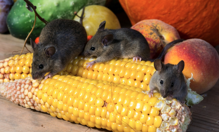 Wetenschappers maken vetvrije muizen