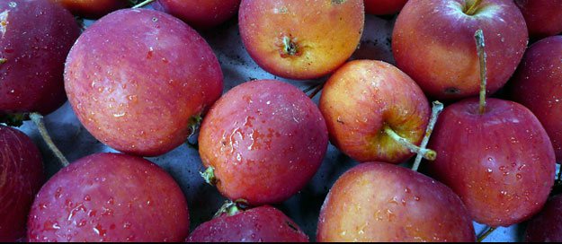 Foodlog geeft appeltjes