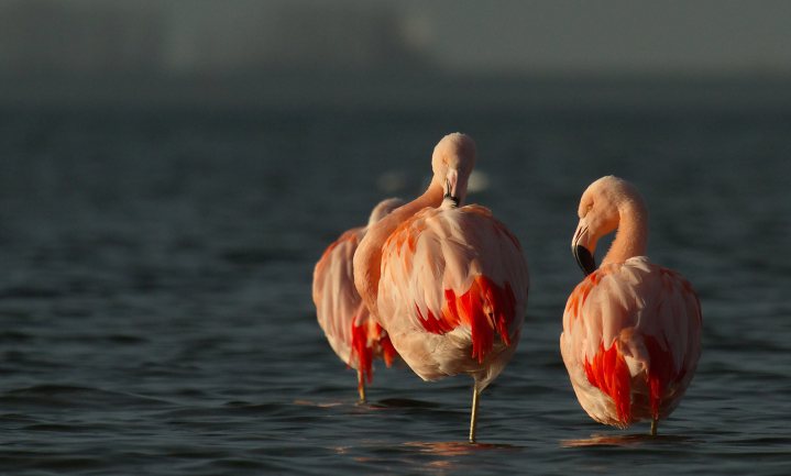 Flamingo’s bij Zwolle zijn vier vrienden