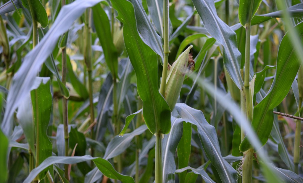 Frans verbod op GMO-maïs opnieuw verboden