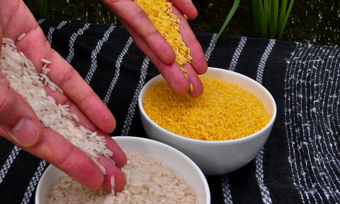 Greenpeace blokkeert introductie Golden Rice op Filipijnen