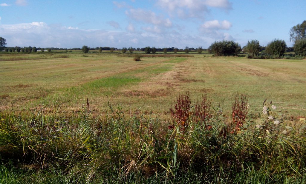 Wilde rijst in Zuid-Hollands veenweidegebied