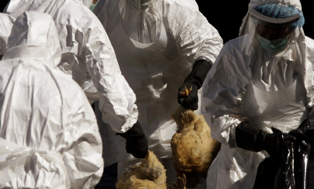 H5N8 vogelgriep duikt weer op in Hongarije