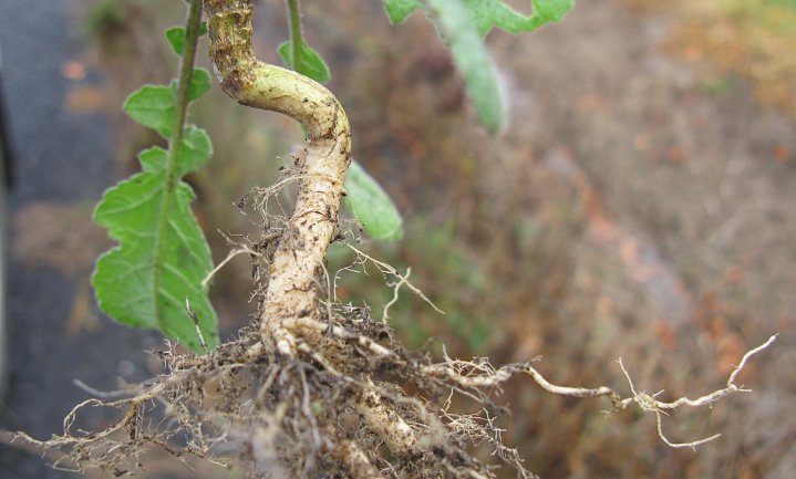 Hebben wetenschappers met ‘hairy roots’ sleutel gevonden om planten klimaatrobuuster te maken?