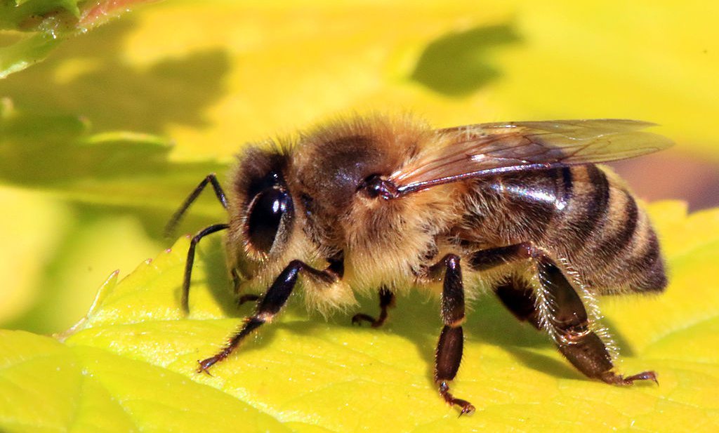Bijen geteld, geen vaccin geen Spelen in 2021, bloem en gist op