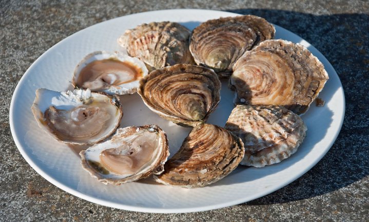 Mensen besmetten de Bretonse oester via het riool