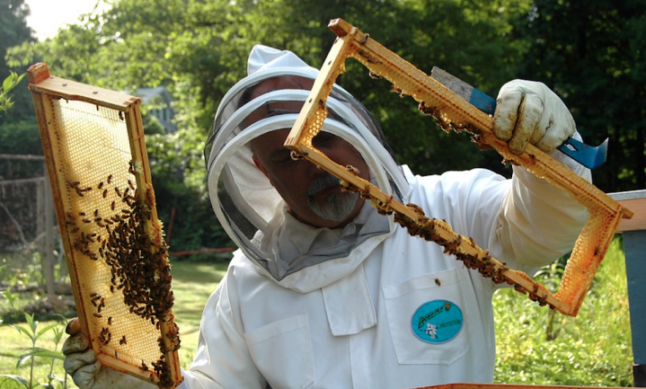 150.000 bijen gestolen van imker in Tessenderlo