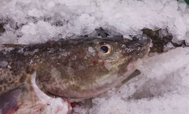 Scandinavische Schijf van Vijf bevat lekker veel vis