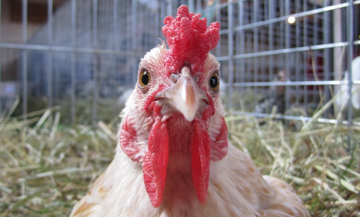 Delhaize weert alle kooi-eieren uit huismerkproducten