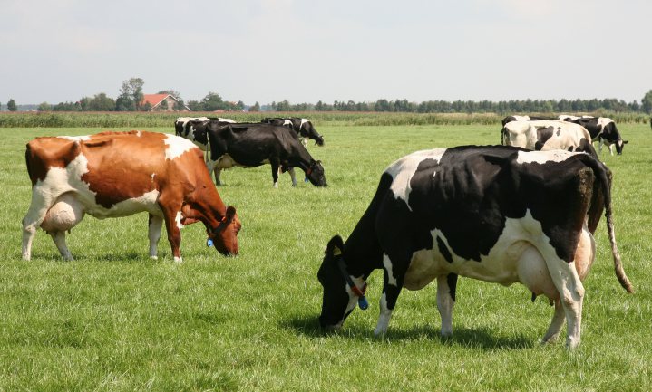 ‘Via koeien en varkens remt klimaat opnieuw de formatie’