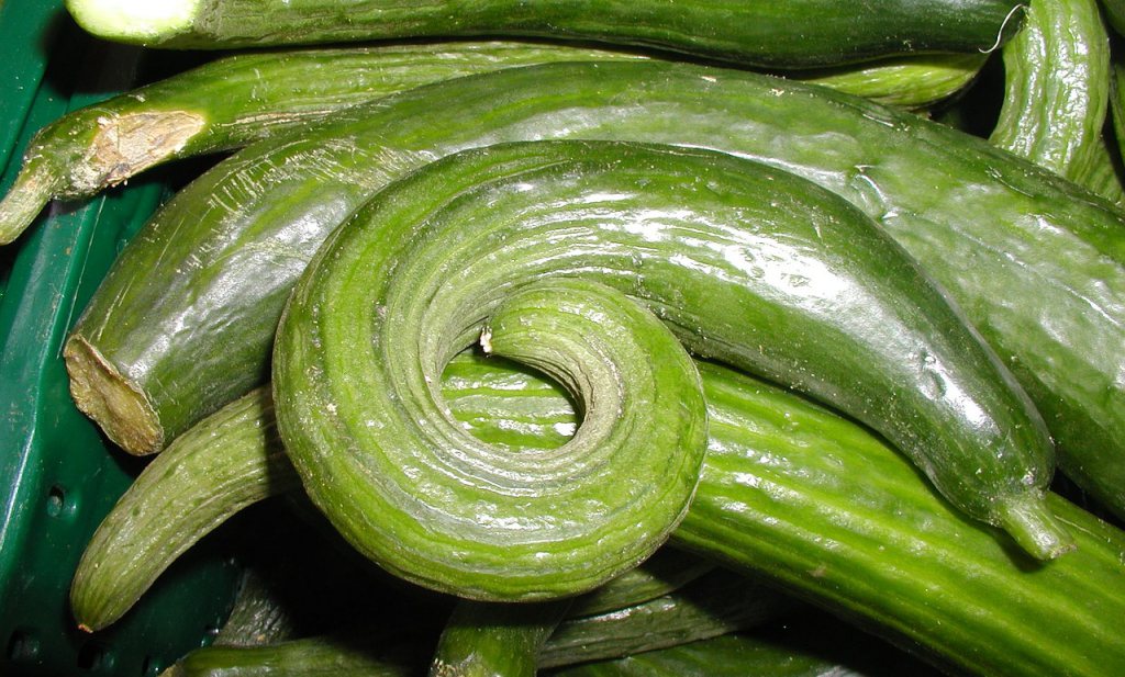 Droogte hindert groente in de groei en laat komkommers krom trekken