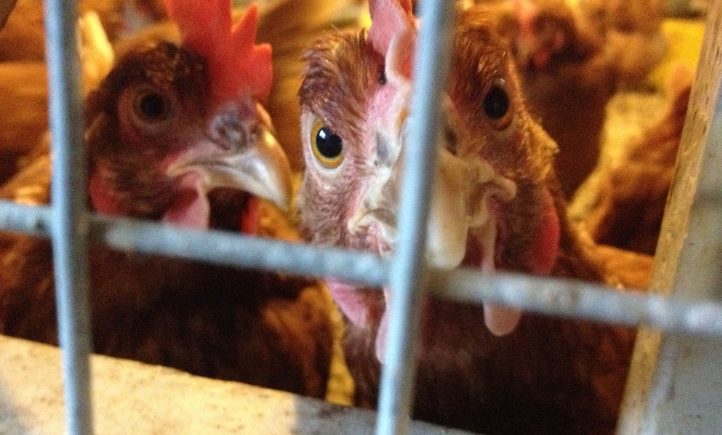 België blijft kippen ophokken vanwege vogelgriep H5N8
