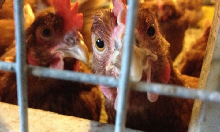België blijft kippen ophokken vanwege vogelgriep H5N8