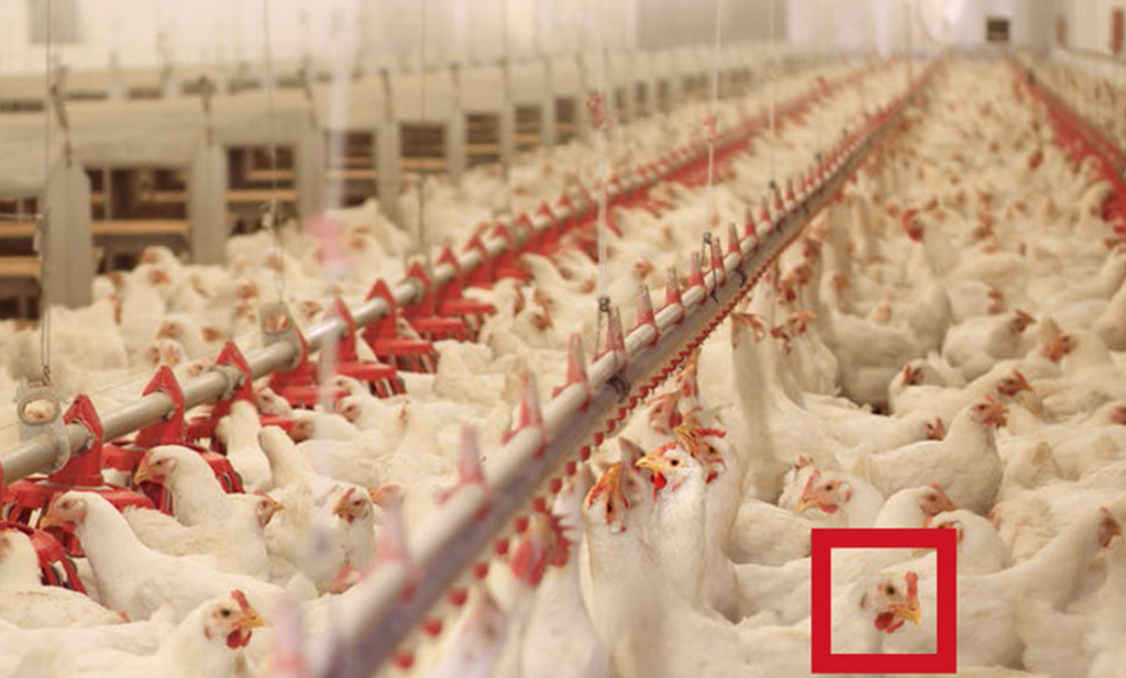 Oekraïense kippenvleesproducent MHP opent vestiging in Nederland