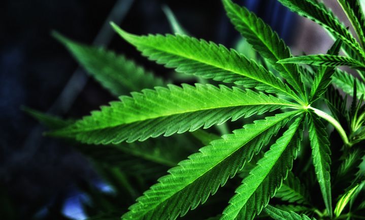 Zes Amerikaanse staten legaliseren recreatief en medicinaal marihuanagebruik