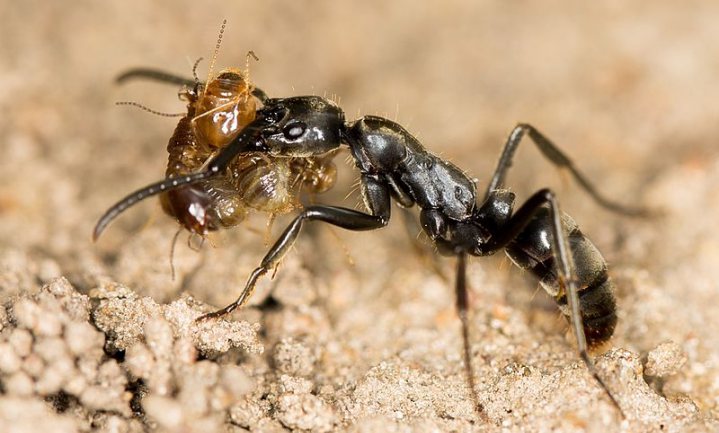 Gewonde mieren krijgen ‘EHBO’ van soortgenoten