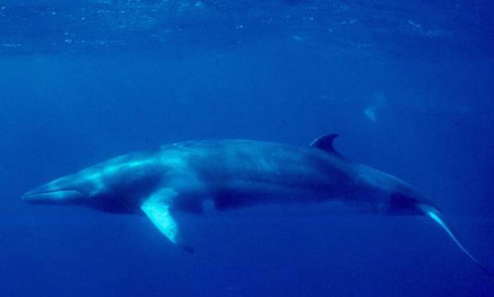 EU en 12 andere landen fel gekant tegen Japanse walvisvangst