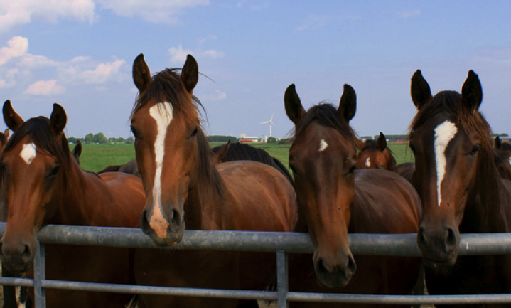 Ook fraude met Nederlands paard: inval in Oss