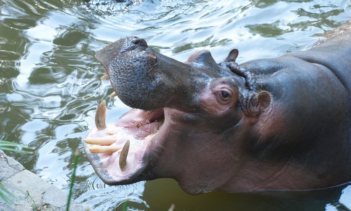 Afrikanen vinden dat EU nijlpaard moet beschermen