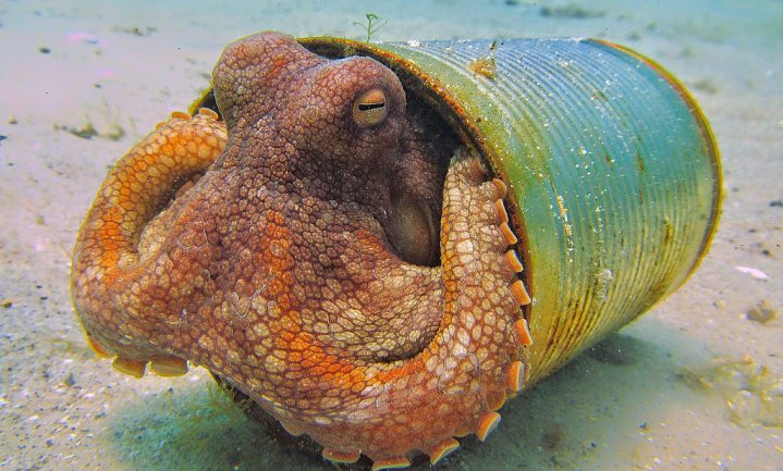 Octopus onder dak van afval